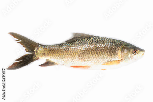 Nile tilapia fish isolated on white background, fish meat. Yisok fish,