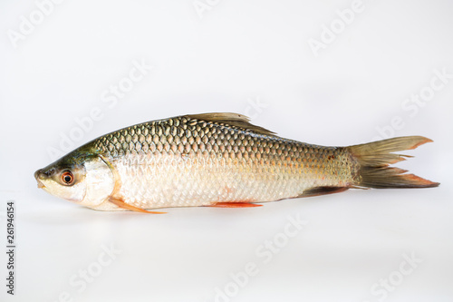Fototapeta Naklejka Na Ścianę i Meble -  Nile tilapia fish isolated on white background, fish meat. Yisok fish,