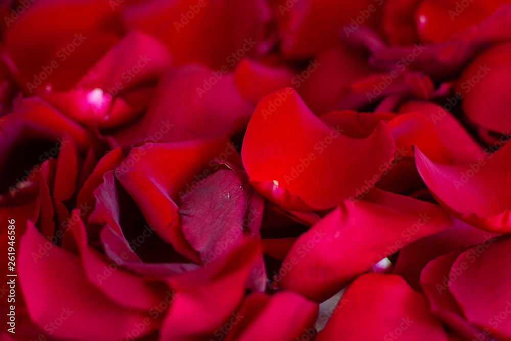 Naklejka premium red rose petals