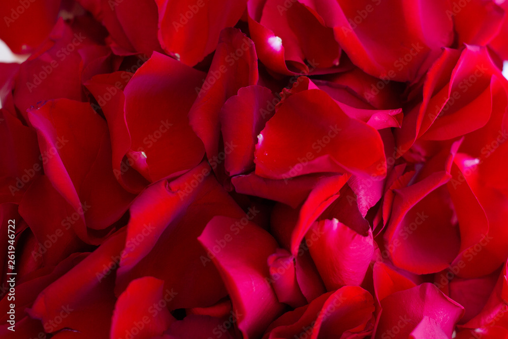 red rose petals red rose petals
