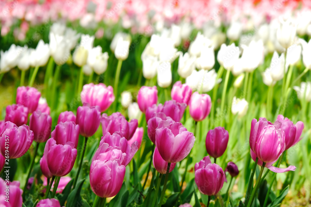 tulip flower garden