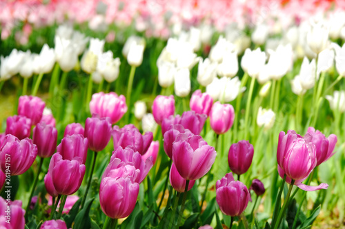 tulip flower garden