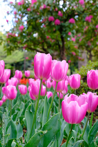 tulip flower garden