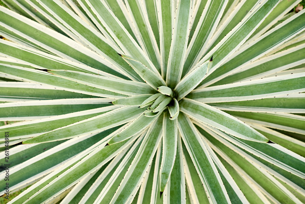 Agave Angustifolia or Vivipara Close-up Image Agave Angustifolia or Vivipara Close-up Image
