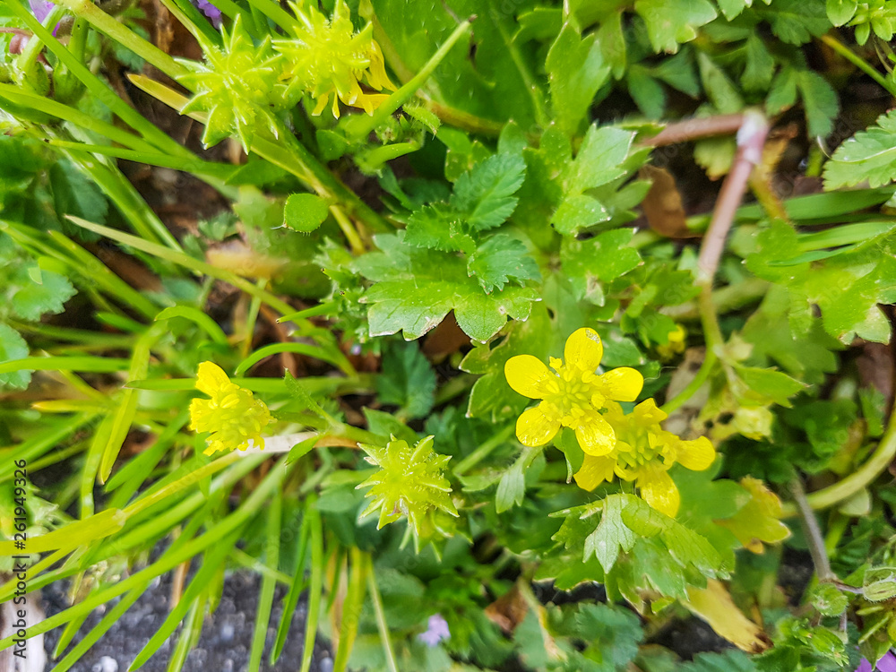 Creeping buttercup or gold button Creeping buttercup or gold button
