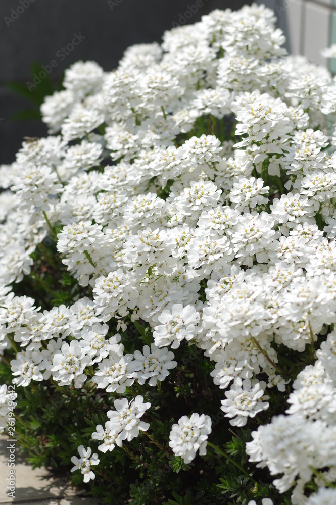イベリスの花 イベリスの花