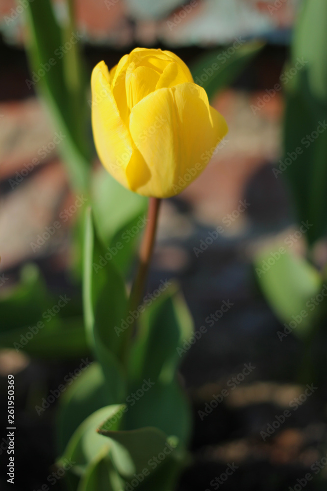 beautiful tulips, nature, flowers, spring beautiful tulips, nature, flowers, spring
