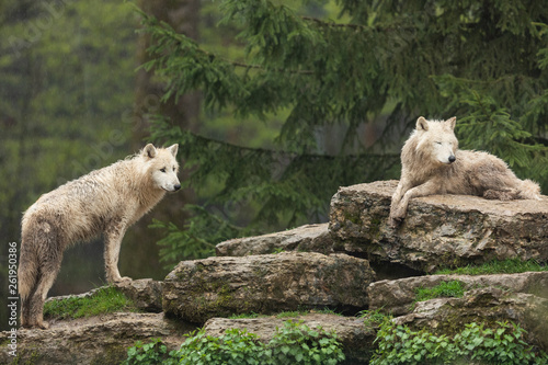 White wolf in the rain © AB Photography