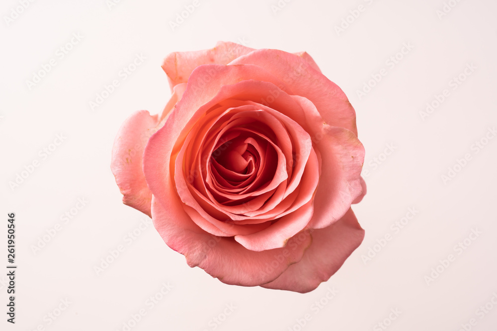 Fototapeta premium góry i zamknij widok różowej róży na różowo