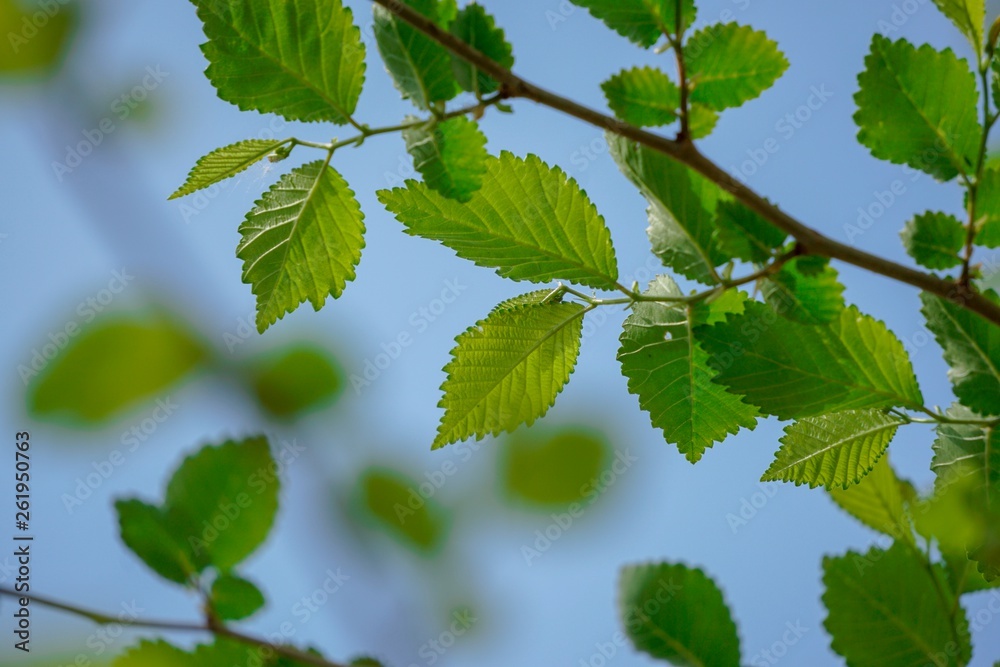 green tree leaves in springtime green tree leaves in springtime