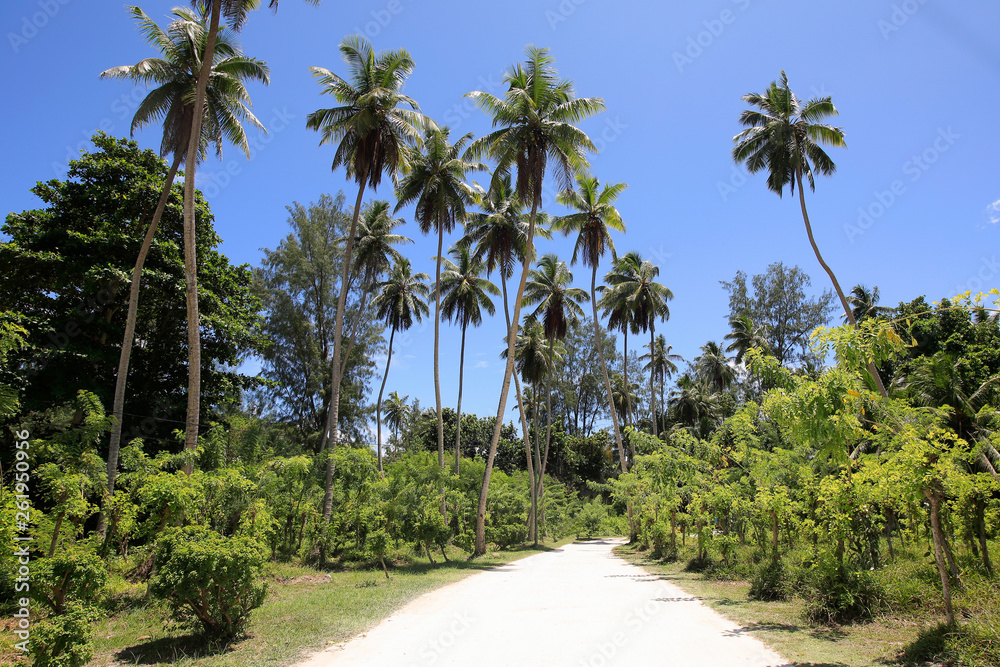 Weg mit Palmen, Insel La Digue, Seychellen, Afrika Weg mit Palmen, Insel La Digue, Seychellen, Afrika