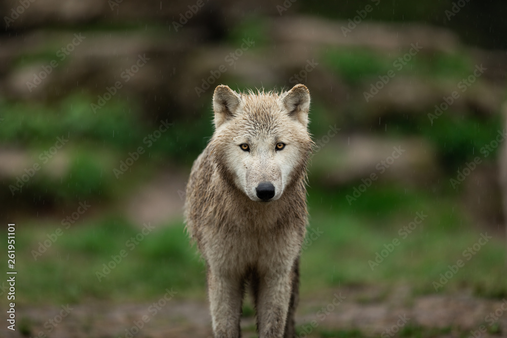 Obraz premium White wolf in the rain