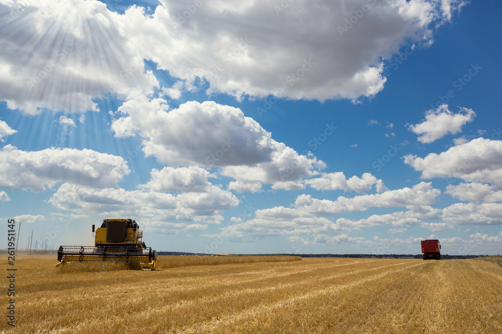 Fototapeta premium yellow combine harvests wheat, in the background is a big harvest truck, blue sky with clouds, concept