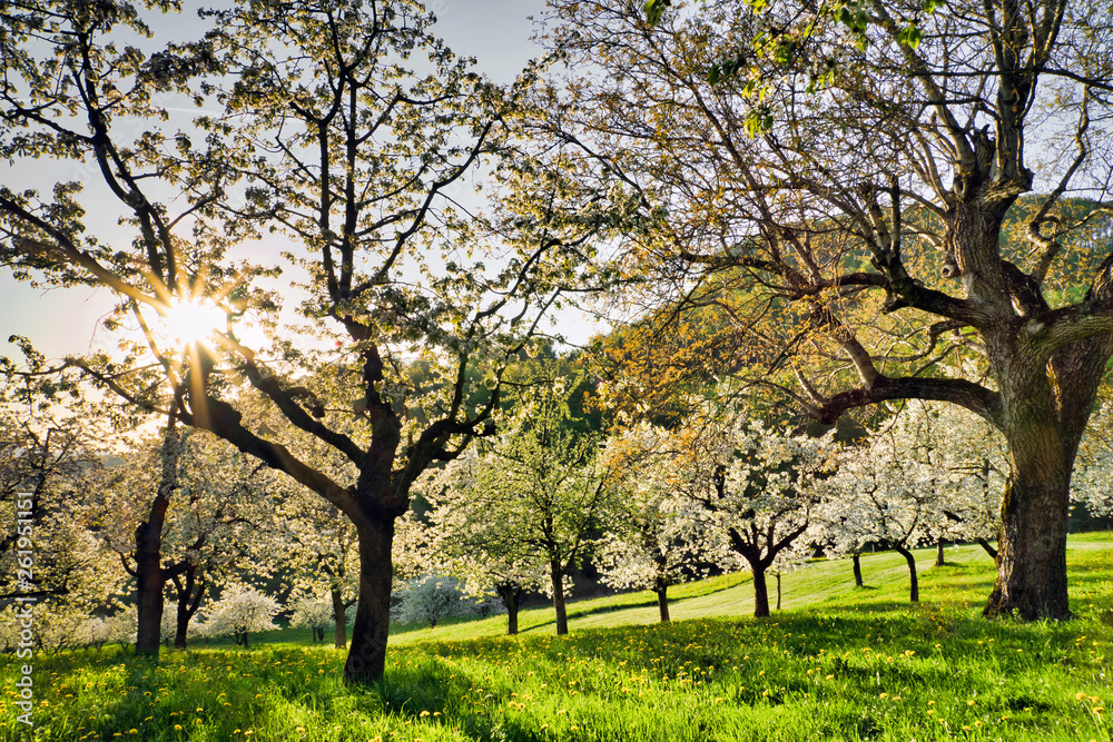 Fototapeta premium Kirschblüten im Baselbiet