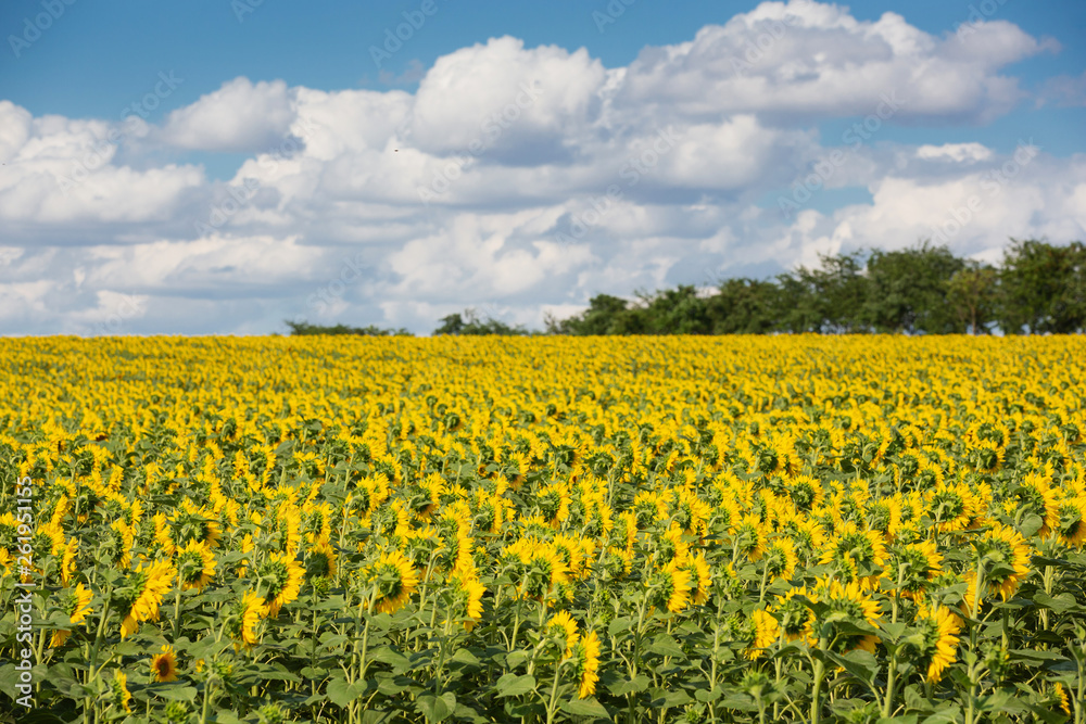 field of blooming sunflower and blue sky with clouds, beautiful landscape, concept