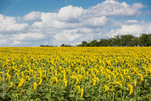 field of blooming sunflower and blue sky with clouds, beautiful landscape, concept © aneduard
