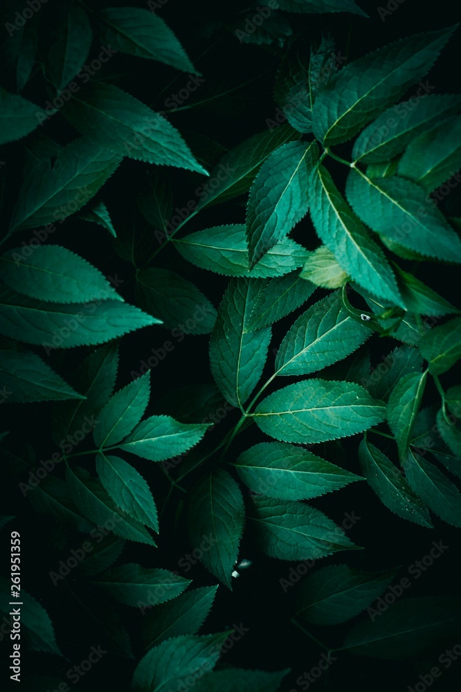 Fototapeta green plant leaves texture in springtime