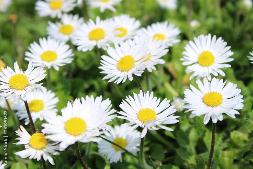 Wild daisy in the forest