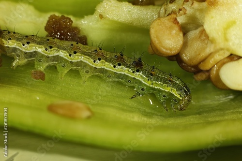 Genista Groom Moth - Uresiphita Reversalis. Green caterpillar in a half green pepper and Pepper seeds in high magnification.