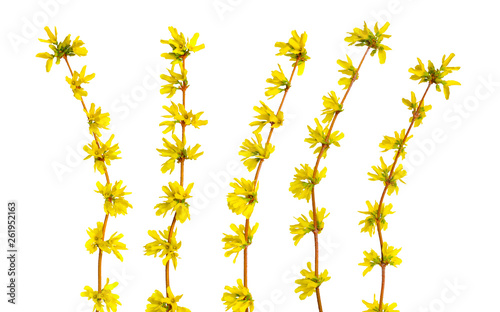 Photo Forsythia is a genus of flowering plants in the olive family Oleaceae