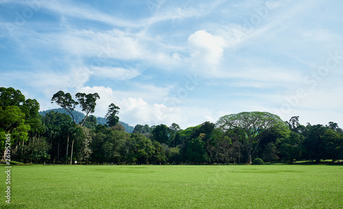 Green Field and Trees in King Garden of Peradeniya