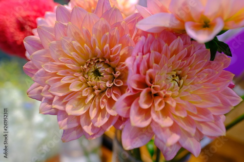 Macro view of colorful blue wihte yellow pink orange green purple dahlia flower bouquet in full blossom