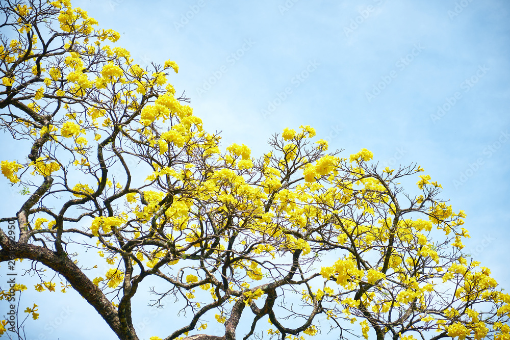 Yellow Flowers of Evergreen Tree Cassia on Island