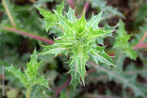  Carduus nutans L. thorny greenplant in the garden Nodding thistle (Carduus nutans) green spiny