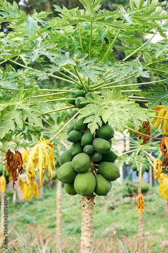 Tropical Organic Green Papaya with Bunch of Fruits photo