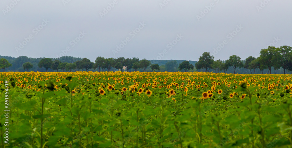 viele schöne Sonnenblumen auf einem Feld