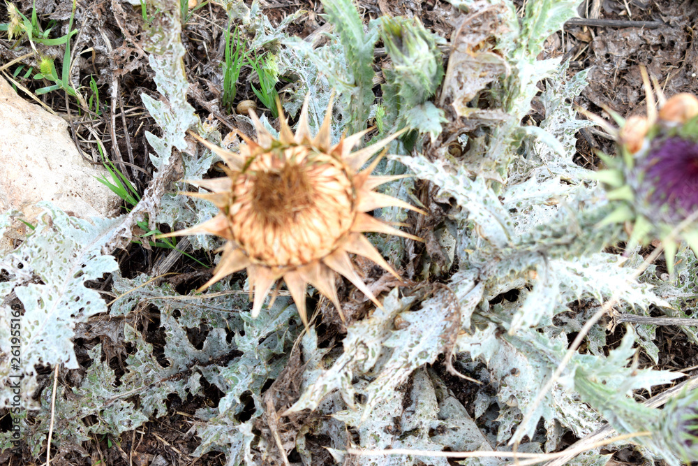 dry thistle dry thistle