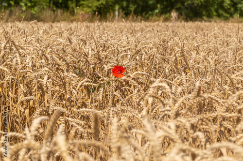 ein großes Feld mit Weizen und einer Mohnblume