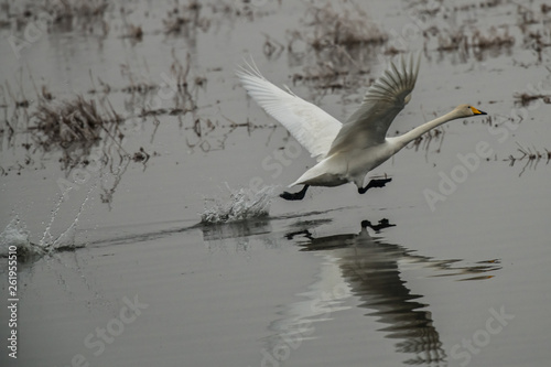 Whooper swan, Cygnus cygnus, starting in winter photo