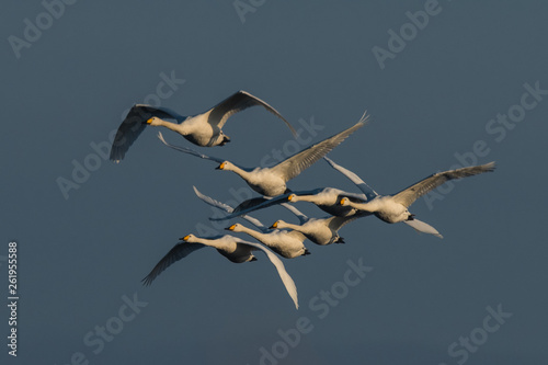 Swarm flying whooper swans, Cygnus cygnus, in winte photo