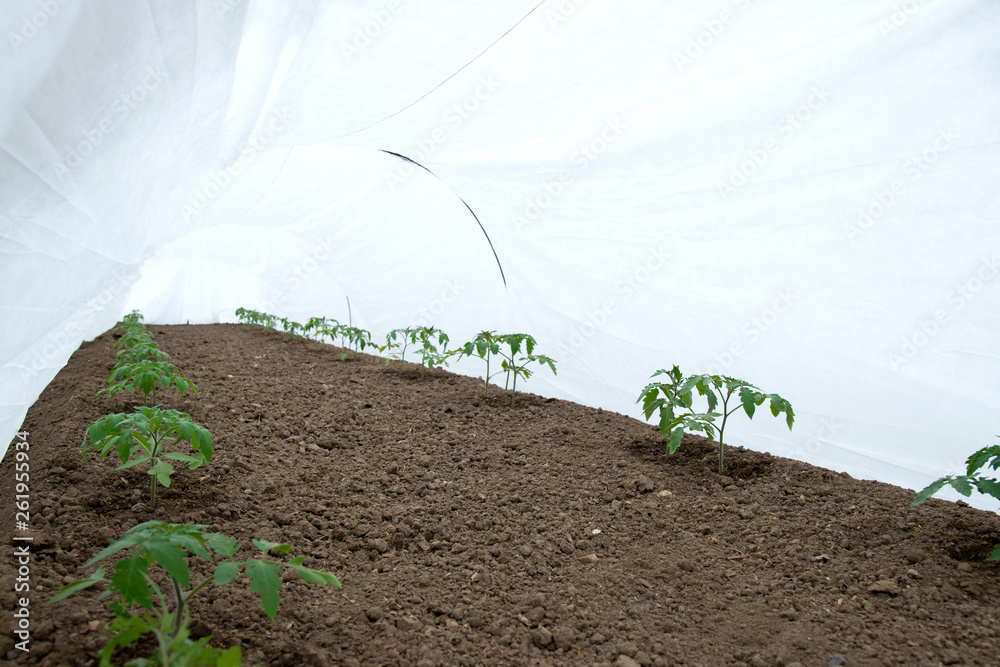 tomato seedlings growing in a greenhouse - selective focus, copy space, white background tomato seedlings growing in a greenhouse - selective focus, copy space, white background