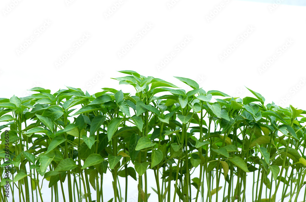 pepper seedlings in a plastic pot growing in a greenhouse - selective focus, copy space, white background pepper seedlings in a plastic pot growing in a greenhouse - selective focus, copy space, white background