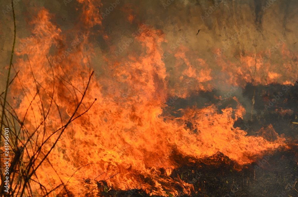 fire burn grass fire burn grass