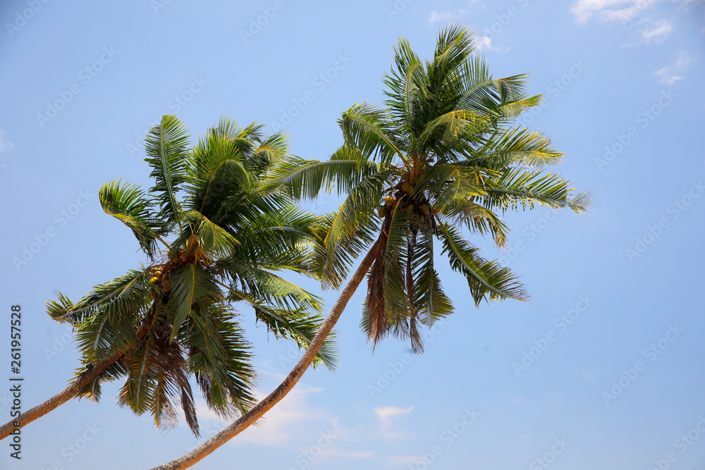 Zwei Kokospalmen am Strand, Seychellen, Afrika