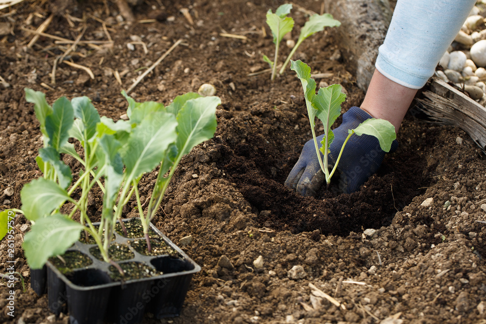 Gardener planting cauliflower seedlings in freshly ploughed garden beds.