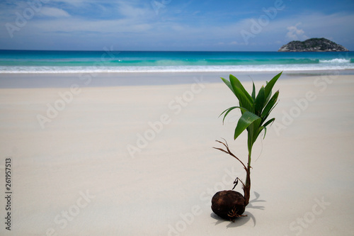 Austreibende junge Kokospalme am Sandstrand, Seychellen, Afrika photo