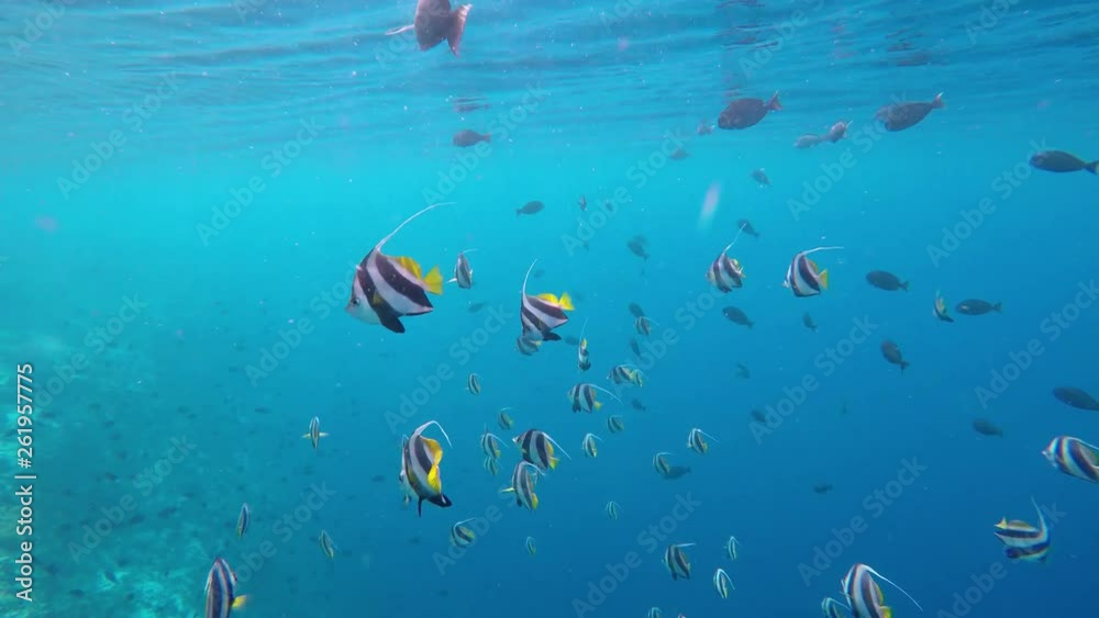 ein Schwarm von Wimpelfischen schwimmen im Ozean ein Schwarm von Wimpelfischen schwimmen im Ozean