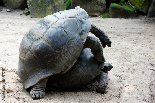 Seychellen-Riesenschildkröten (Aldabrachelys gigantea) Paarung