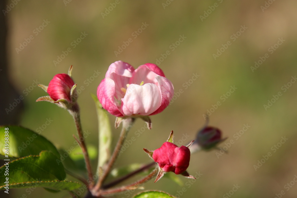 Apple tree buds