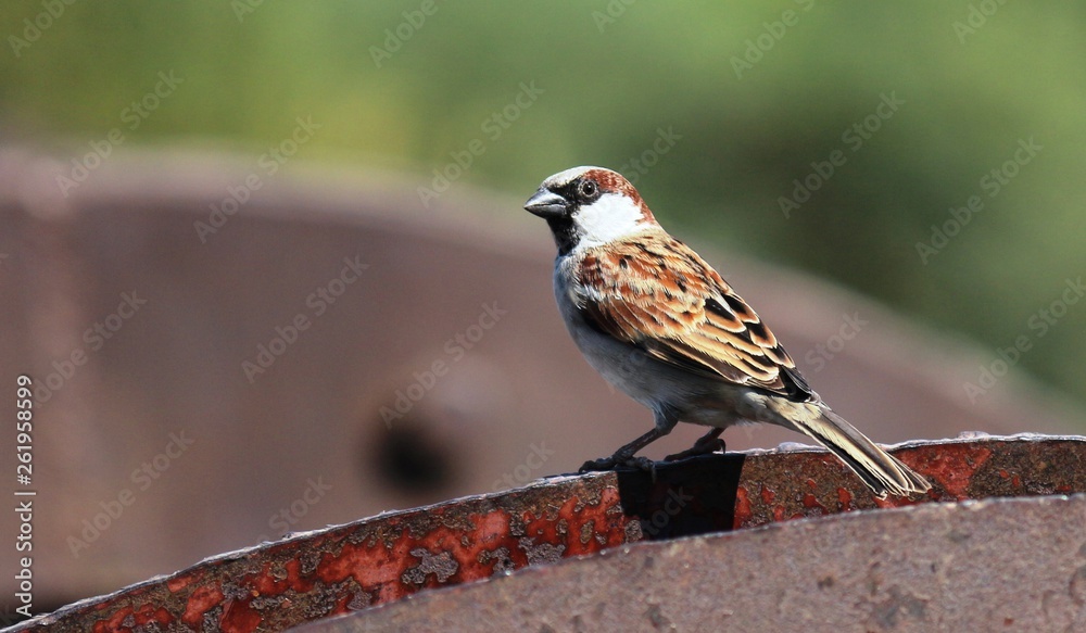 Naklejka premium sparrow on a branch