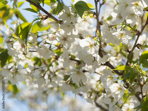 青空に葉桜
