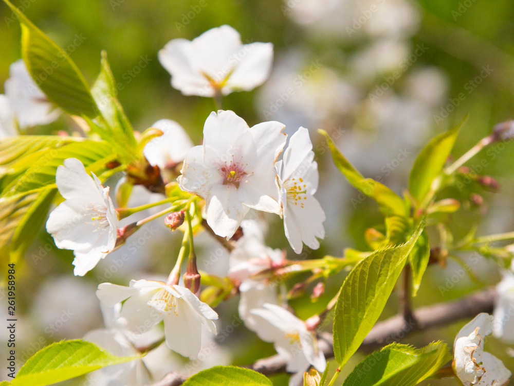 青空に葉桜