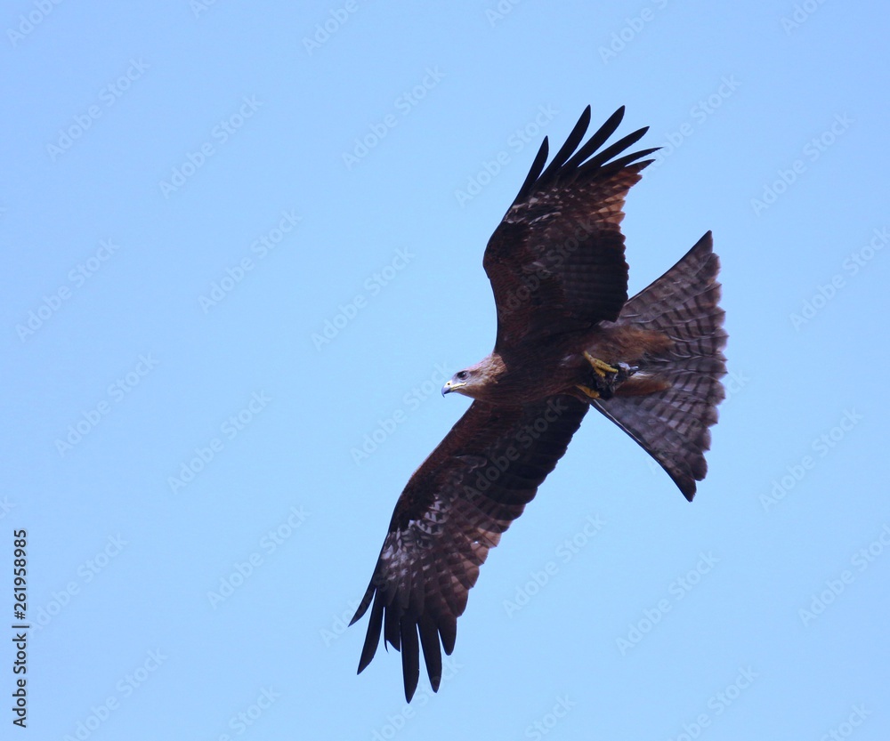 Obraz premium eagle in flight