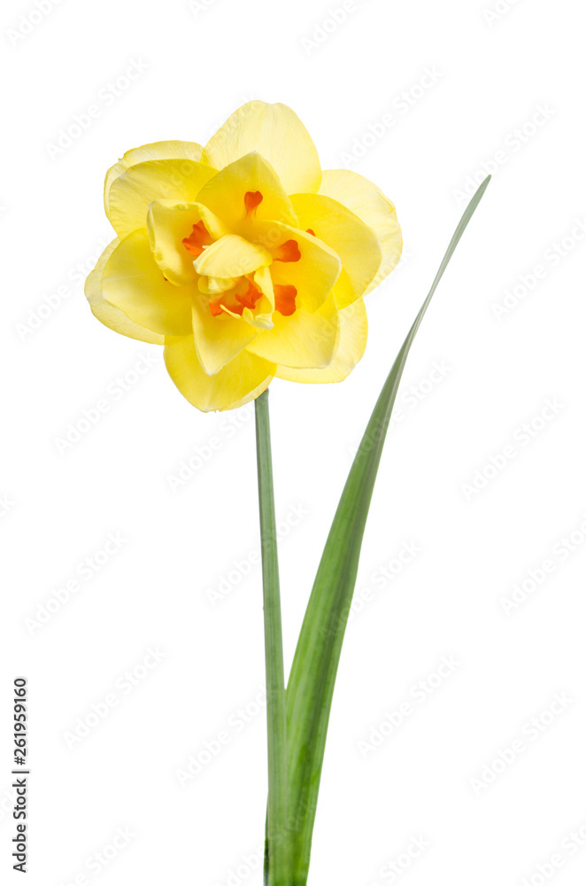 Single flower of yellow daffodil isolated on white background Single flower of yellow daffodil isolated on white background