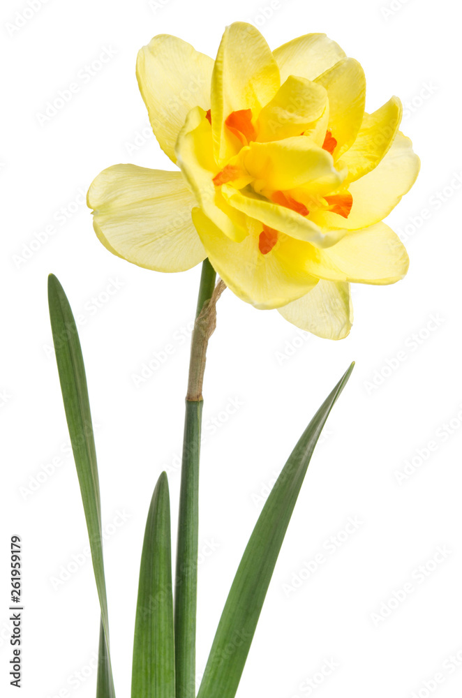 Single flower of yellow daffodil isolated on white background Single flower of yellow daffodil isolated on white background