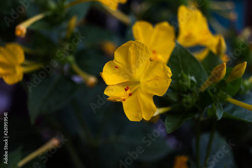 Yellow Flower in the garden in the evening. Mrabilis-Night Beautiful garden flower for landscape design.